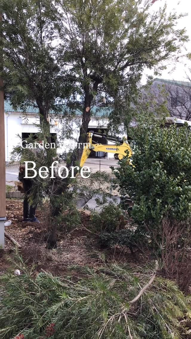 既存樹とのコラボレーション。