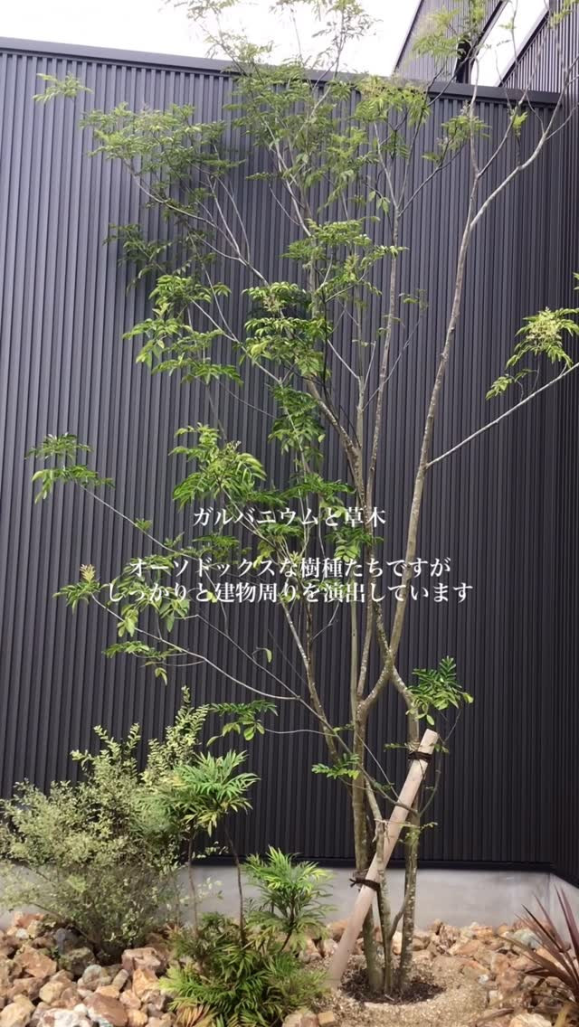 ガルバニウムの縦ラインと高木の伸びやかな枝ぶりが交錯する。