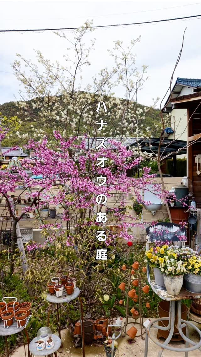 芽吹きのシーズンにビビットに彩る庭。